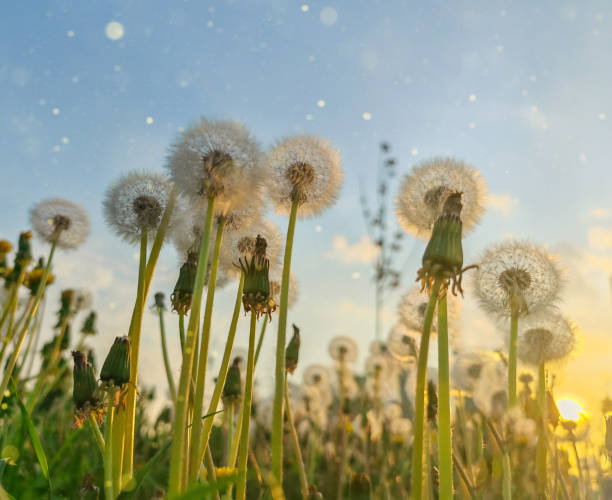 istock Beautiful dandelions field meadow on sunset. 2163667890