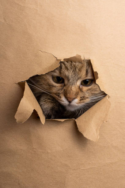 istock A cat peeks through a torn hole in cardboard, extending its paw outward, with a curious and playful expression 2163669658