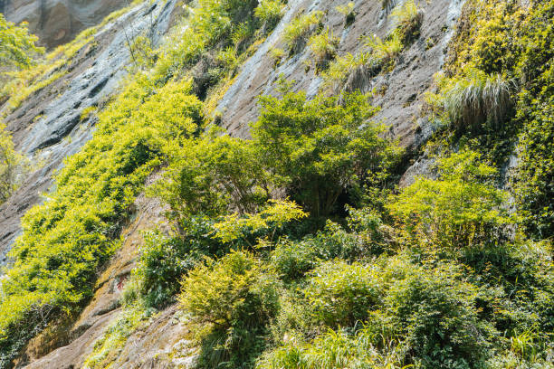 Mount Wuyi Dahongpao Tea Garden