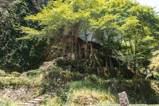 Mount Wuyi Dahongpao Tea Garden