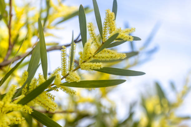 istock Golden Wattle, Acacia Longifolia or Long-Leaved Wattle in Bloom, background with copy space 2163673263