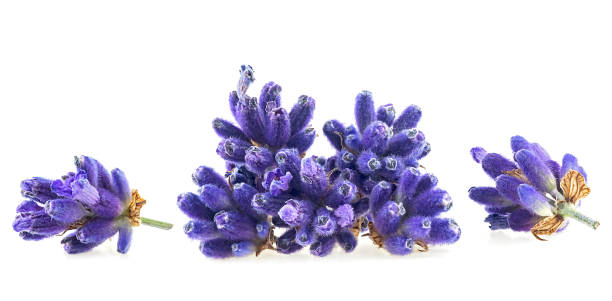 istock Group of lavender flowers isolated on a white background, macro. 2163675866