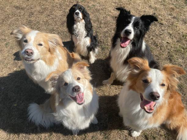 istock Group of Five Dogs 2163675923