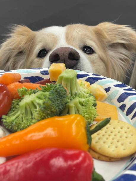 istock Border Collie Begging for Food 2163675948