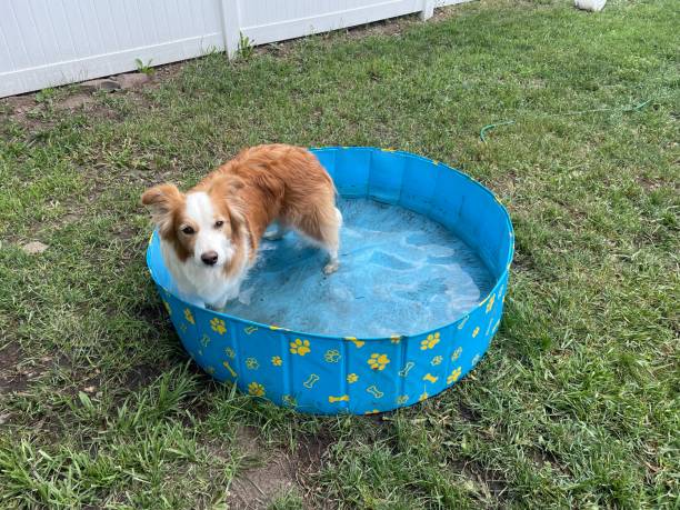 istock Border Collie Standing in Kiddie Pool 2163675997