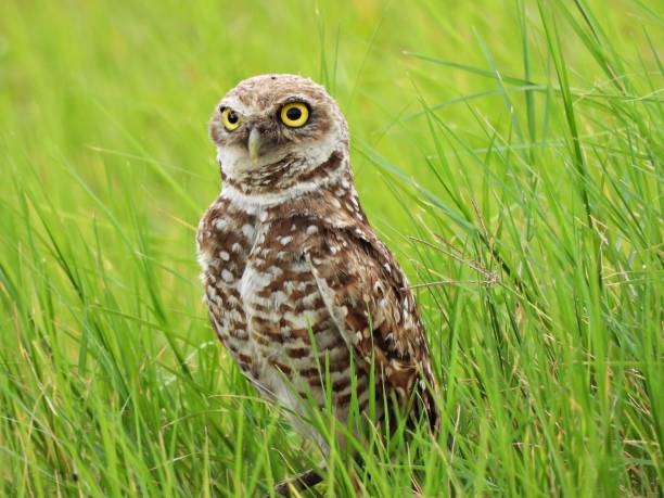 istock Burrowing Owl (Athene cunicularia) - resting in the high grass 2163676910