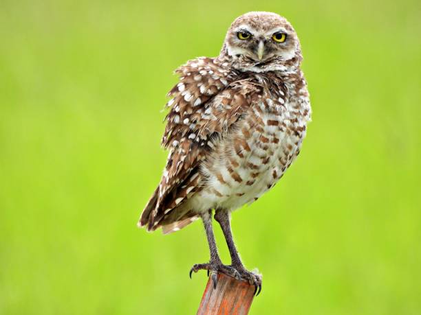 istock Burrowing Owl (Athene cunicularia) - resting on a wood post looking at the camera 2163678446