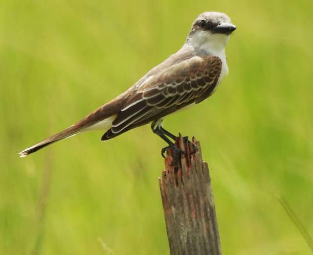 istock Gray Kingbird (Tyrannus dominicensis) -  perched on a wood post 2163678818