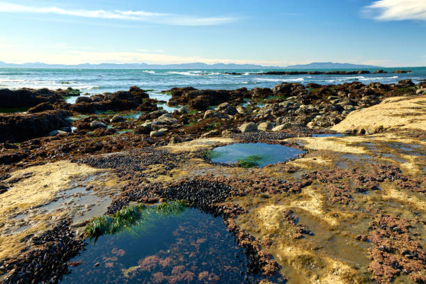Botanical Beach rocky shelf shoreline in Juan de Fuca Provincial Park near Port Renfrew BC.