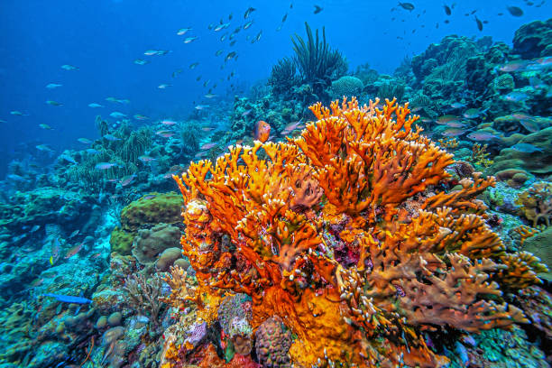 istock Caribbean coral garden,Bonaire 2163680478