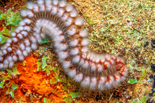 Hermodice carunculata, the bearded fireworm, is a type of marine bristleworm belonging to the Amphinomidae family