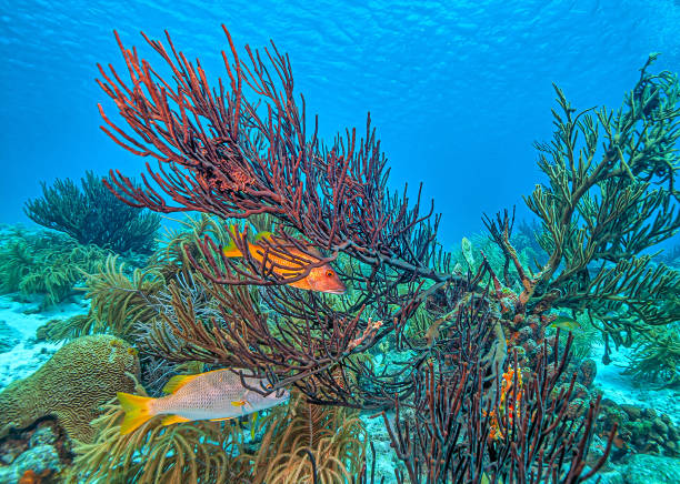 istock Caribbean coral garden,Bonaire 2163680566