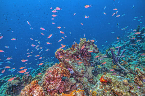 istock Caribbean coral garden,Bonaire 2163680581