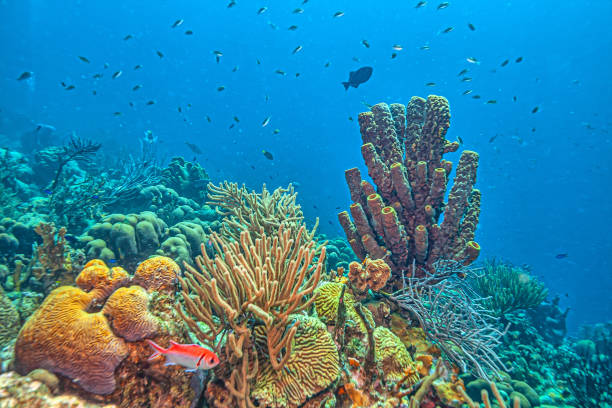 istock Caribbean coral garden,Bonaire 2163680682