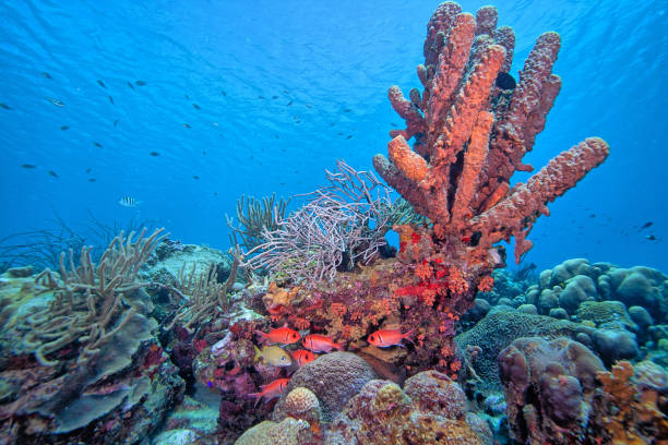 istock Caribbean coral garden,Bonaire 2163680830