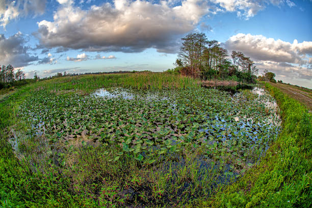 Everglades National Park is an American national park that protects the southern twenty percent of the original Everglades in Florida