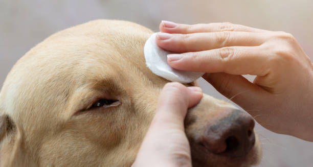 istock Sick dog eye clean with cotton 2163682308