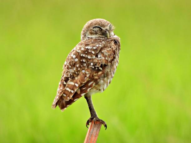 istock Burrowing Owl (Athene cunicularia) - sleeping on a wood post 2163682371