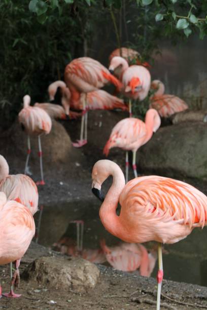 istock Pink flamingo  - Normandy 2163682813
