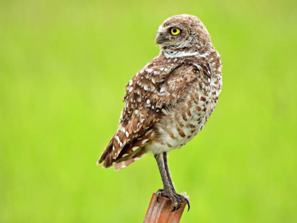 istock Burrowing Owl (Athene cunicularia) - resting on a wood post 2163683611