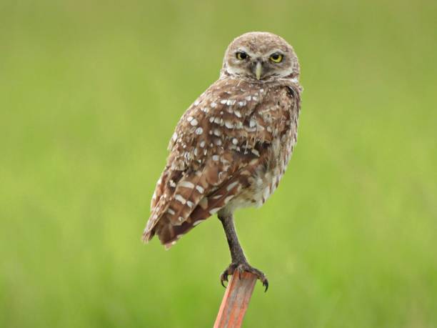 Burrowing Owl (Athene cunicularia) - resting on a wood post looking at the camera