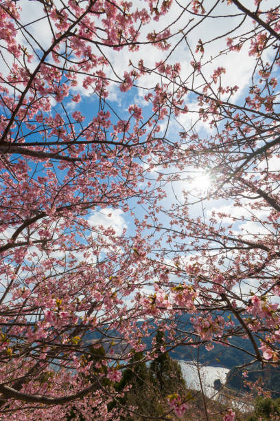 istock Kawazu cherry blossoms 2163687686