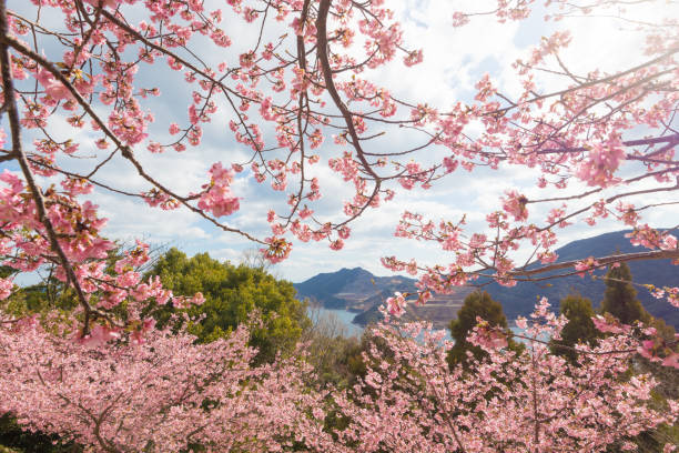 istock Kawazu cherry blossoms 2163687704