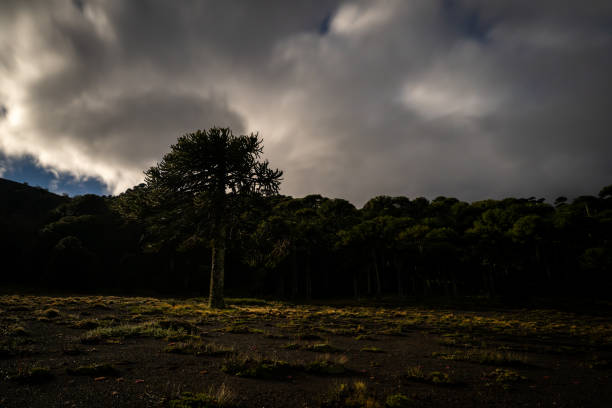 Lonely araucaria tree at night in La Araucania region, southern Chile