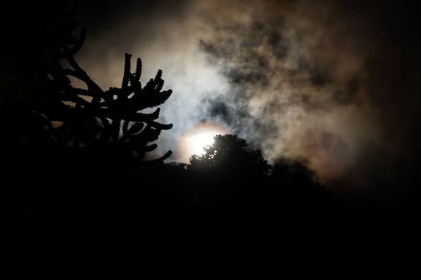 Moonrise behind araucaria trees in the mountains of La Araucania region, southern Chile