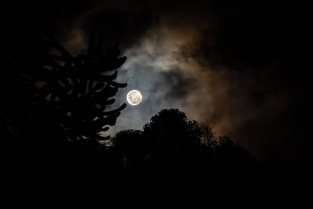 Moonrise behind araucaria trees in the mountains of La Araucania region, southern Chile