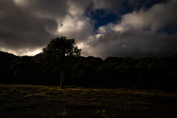 Lonely araucaria tree at night in La Araucania region, southern Chile