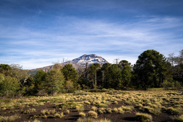 Tolhuaca volcano behind araucaria trees in La Araucania region, southern Chile