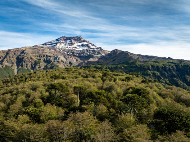 Forests on the hillside of Tolhuaca volcano in La Araucania region, southern Chile