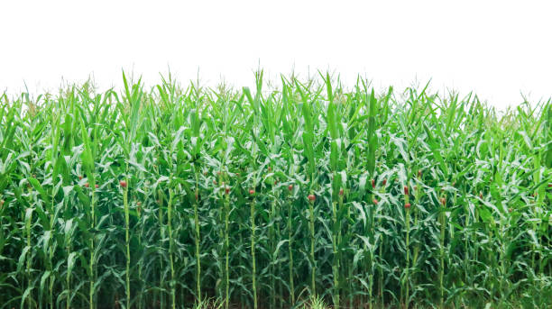 istock Image of a corn plant with detailed clipping paths on a white background. 2163691246