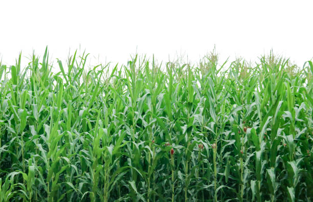 istock Image of a corn plant with detailed clipping paths on a white background. 2163691248