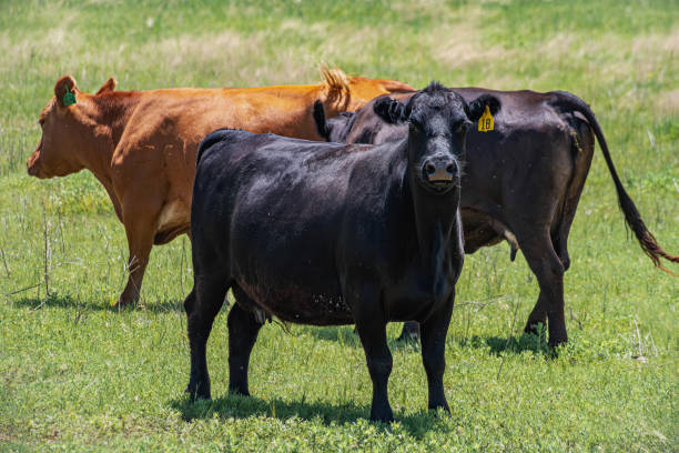 istock Cattle Grazing in a Green Pasture on a Sunny Day 2163691526