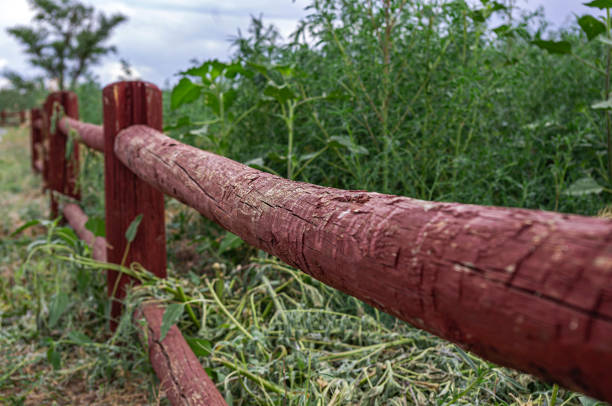 Close-up view of a rustic wooden fence surrounded by lush greenery, depicting a serene natural landscape. Perfect for themes of countryside, nature, and tranquility.
