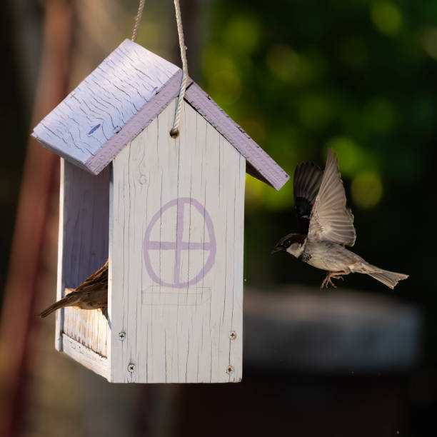 Nest boxes are special structures, usually made of wood, intended for nests mainly for birds, but also for smaller mammals and insects. We do them to help animals, because their natural breeding places are becoming rarer due to human activities, e.g. insulating buildings, cutting down trees.