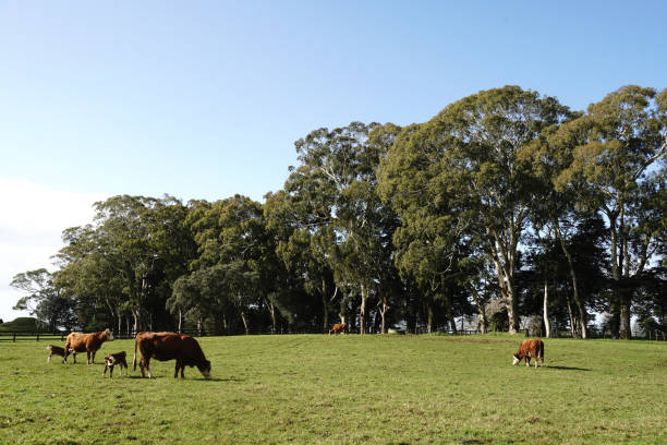 istock Cornwall Park is filled with cute animals and rare plants 2163696047