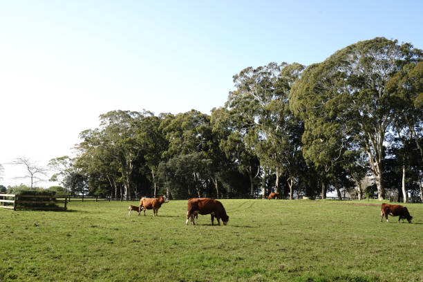istock Cornwall Park is filled with cute animals and rare plants 2163696048