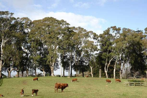 istock Cornwall Park is filled with cute animals and rare plants 2163696082