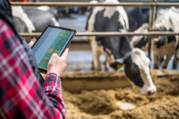 Tech-Savvy Female Farmer Monitoring Dairy Herd