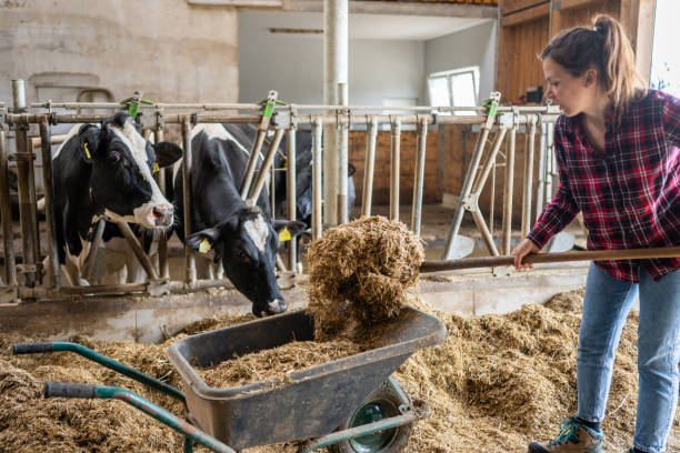 istock Caucasian Woman Feeding Cattle on Dairy Farm 2163697790