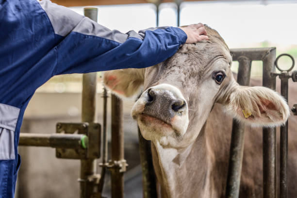 istock Caucasian Female Farmer Affectionately Petting Cow 2163697794