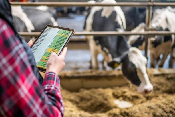 istock Tech-Savvy Female Farmer Monitoring Dairy Herd 2163697803