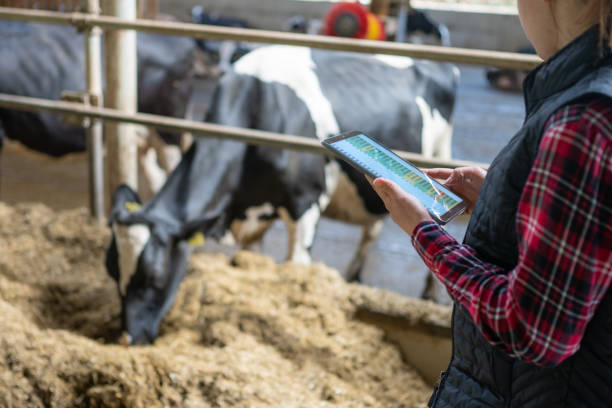 istock Caucasian Female Farmer Analyzes Data on Tablet at Cow Farm 2163697804
