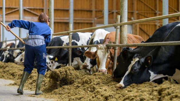 istock Diligent Female Farmer at Work in Cow Barn 2163697808