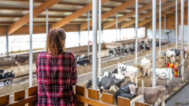 istock Caucasian Female Farmer Monitors Cows in Barn 2163697811
