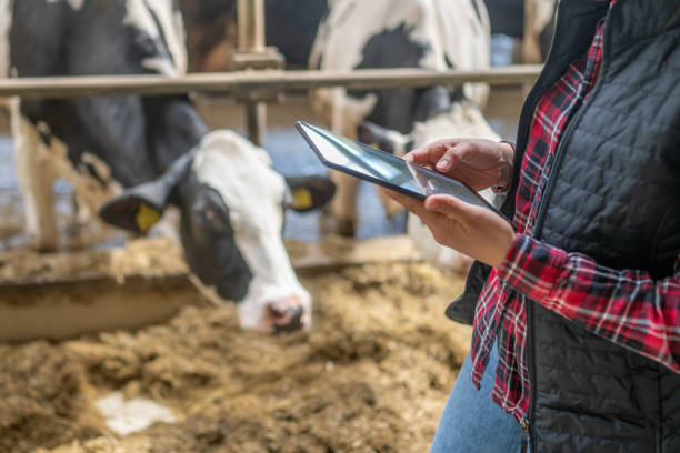 istock Tech-Savvy Female Farmer with Tablet at Dairy Farm 2163697815