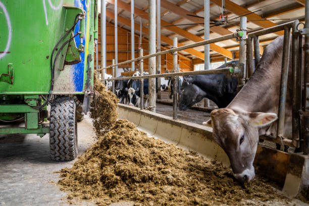 Agricultural worker operates advanced feeding machinery distributing fodder in a well-structured cow barn, ensuring efficient livestock nutrition.